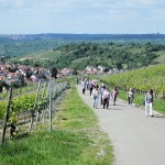 Weinberge bei Uhlbach